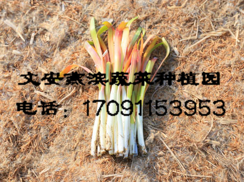 ����ѿ��