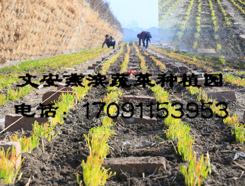 ����ѿ��