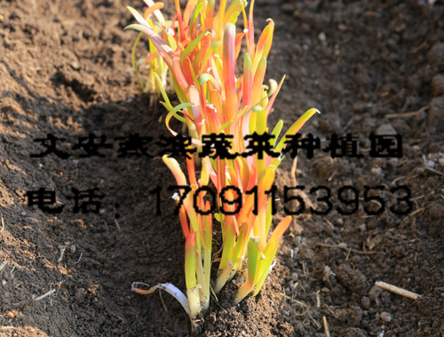 ����ѿ��