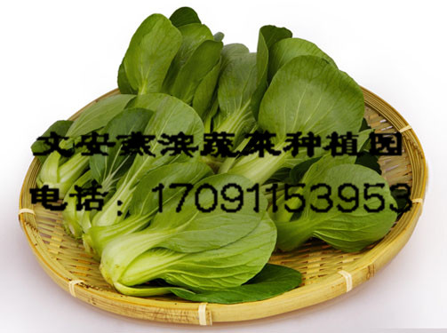 �����߲�