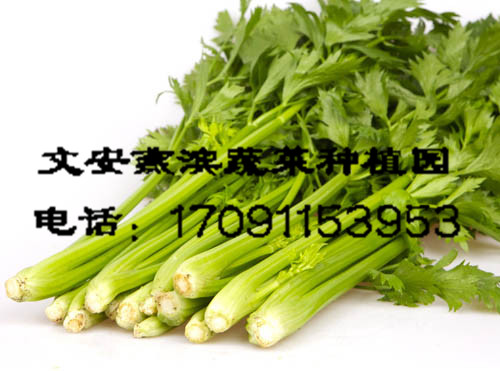 �����߲�