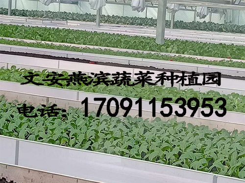 �����߲�